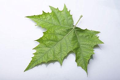 《刀剑乱舞无双》「内番风装束」DLC第五弹 今日发售